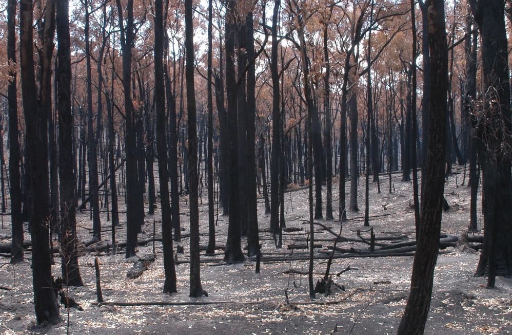 How to help communities affected by bushfires