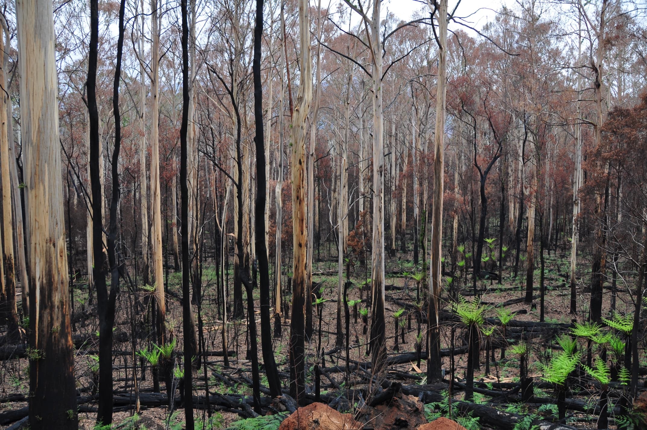 How does the Australian bush regenerate after a bushfire?