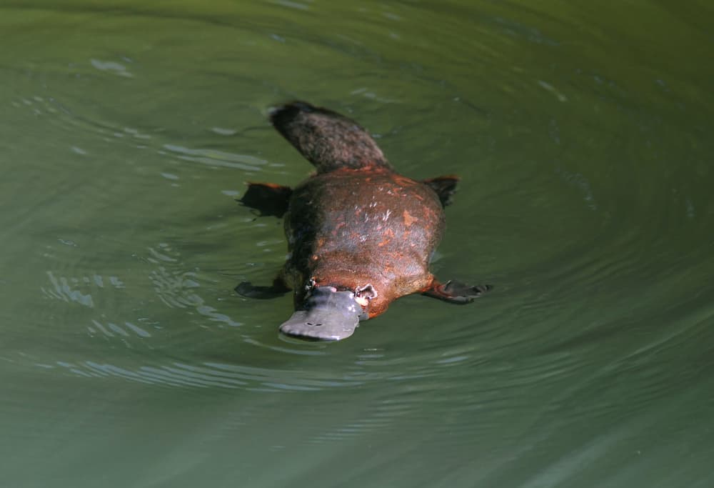 Duck Bills to Pay As Platypuses Face Extinction