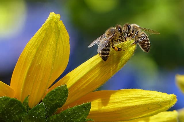 How Bees Can Reveal How Humans Learn