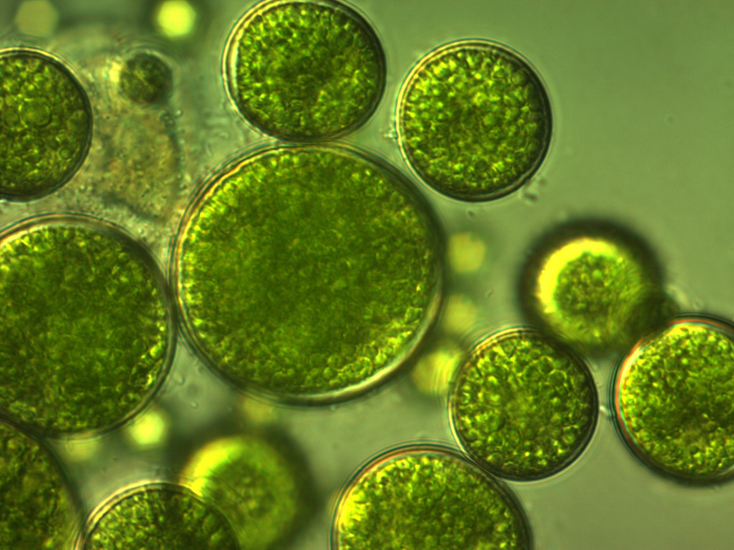 Can Algae Help Reduce Your Six-Pack’s Carbon Footprint?