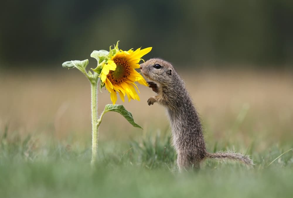 Wayne’s 4×2 – I Was Born Swimming and Other Recommendations