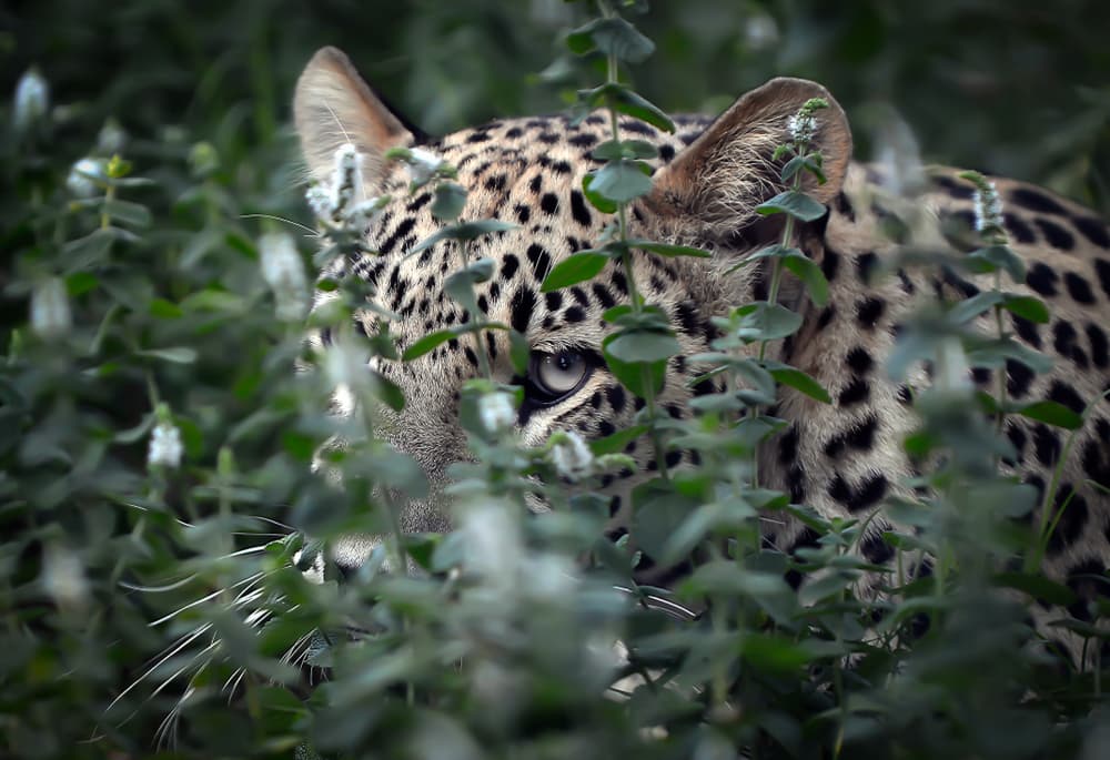 Are there Big Cats in Australia?