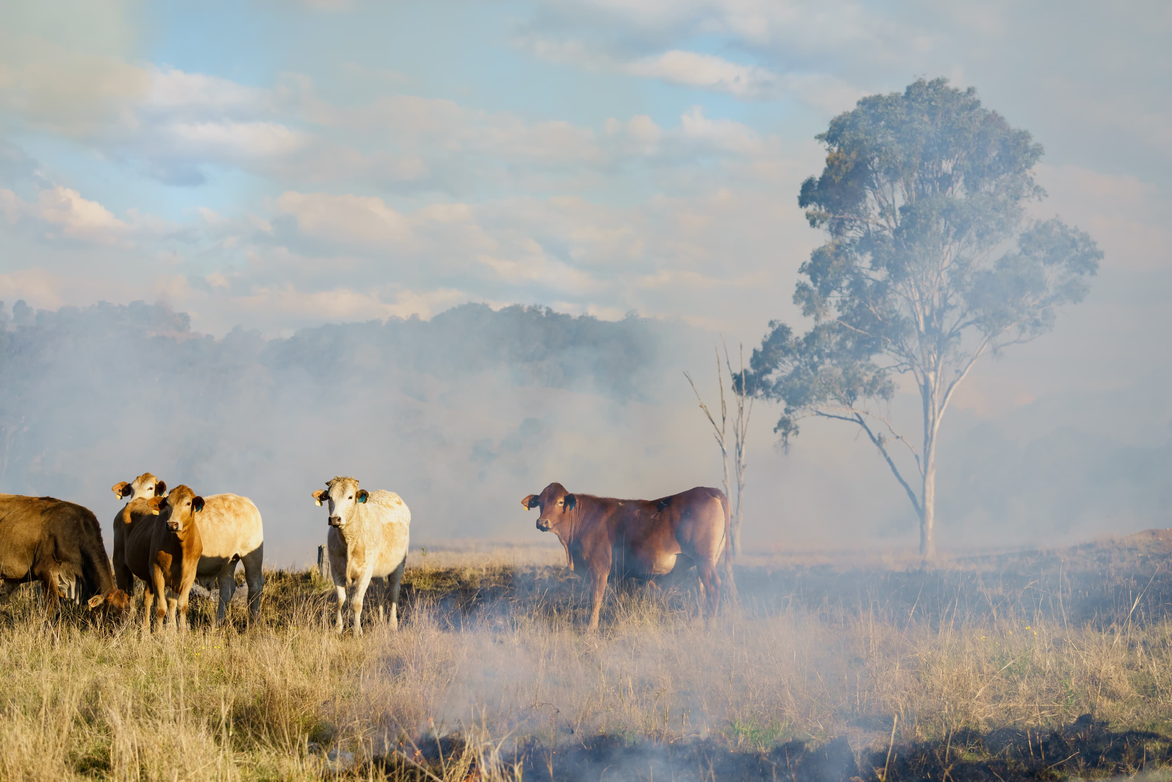 Coping with cattle economy