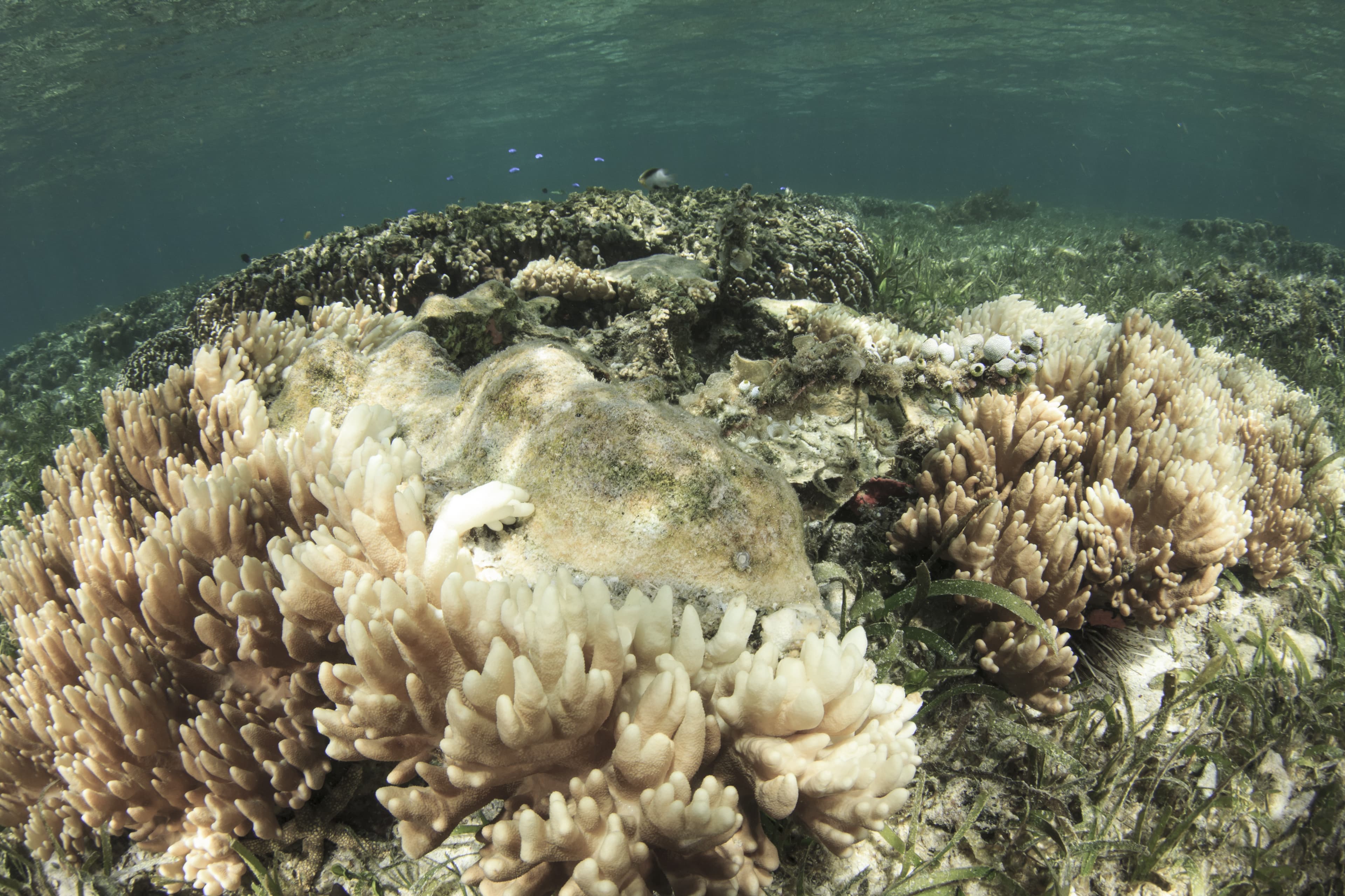 Abnormal Heat Patterns Forecast Coral Bleaching Event