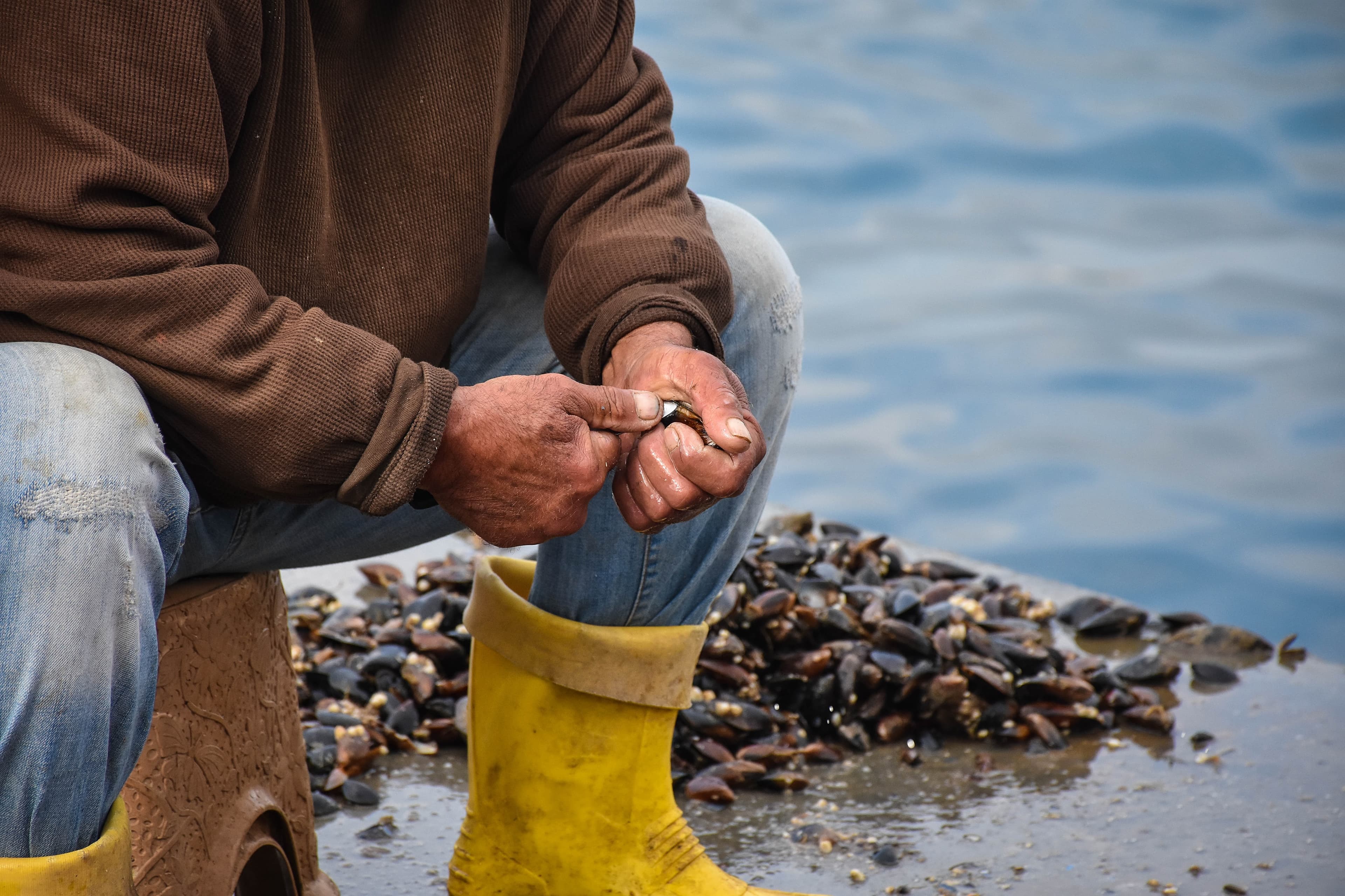 Oyster Farmers Bring Clear Waters