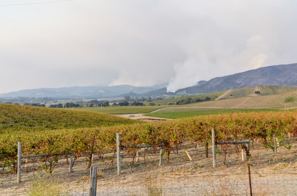 How Smoke Taint Is Affecting NSW Wineries