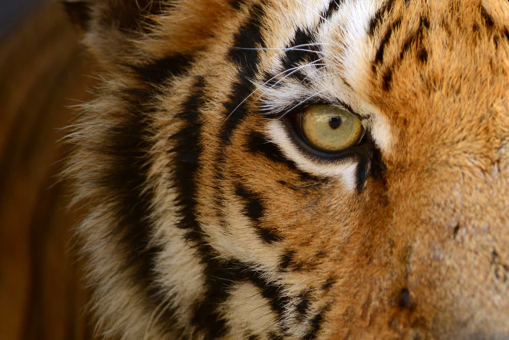 Threats for Wild Tigers