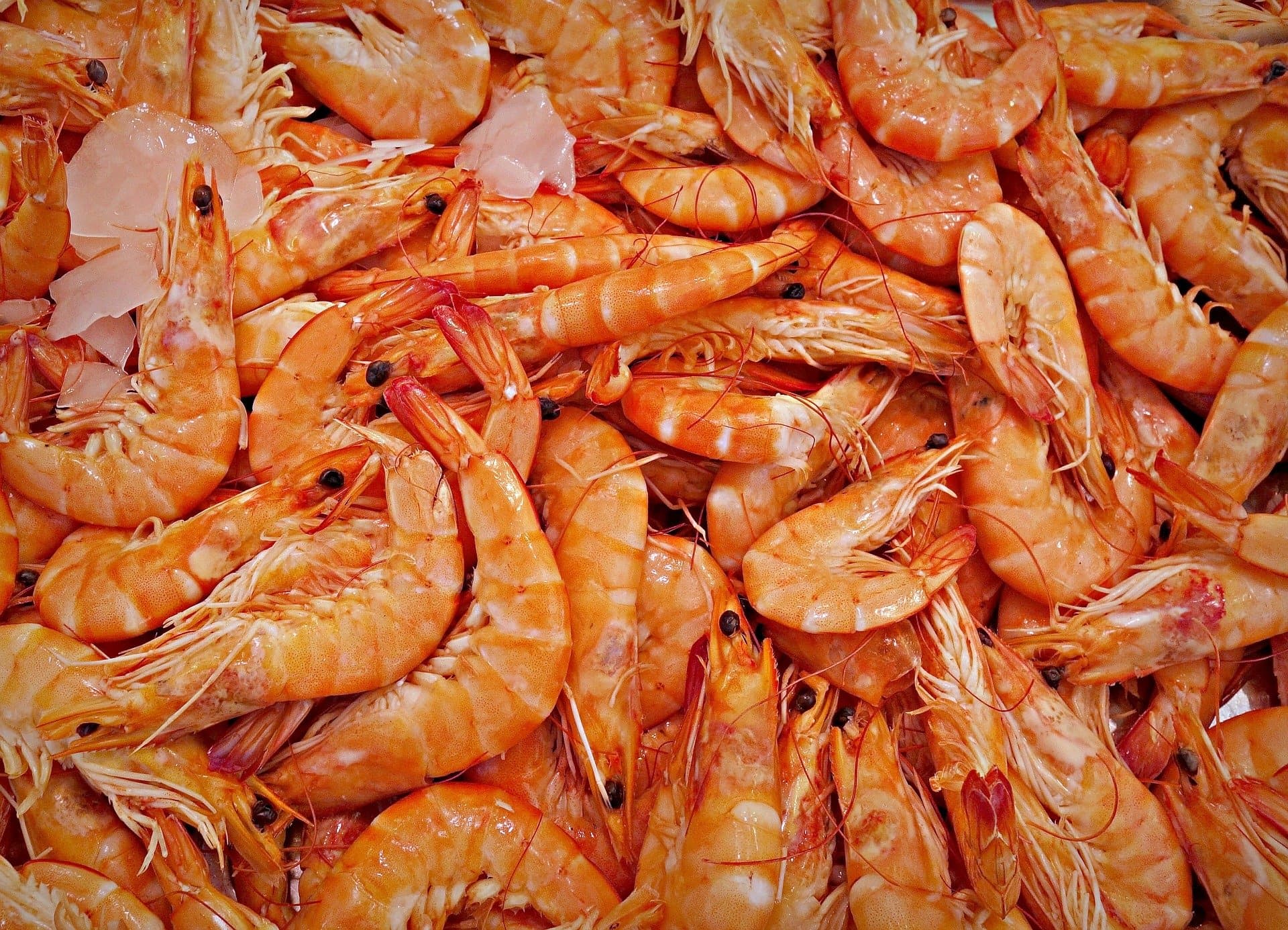 A Biodegradable Plastic That’s Shrimply The Best