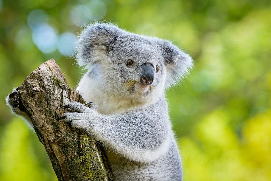 How Wiping can Help Koalas Avoid Wipeout