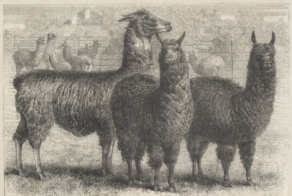 Dictionary of Sydney – Llamas