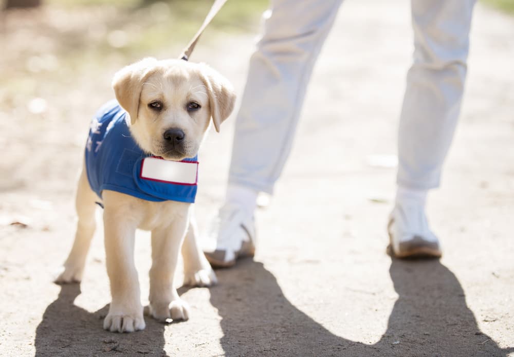 International Guide Dogs Day, 2020