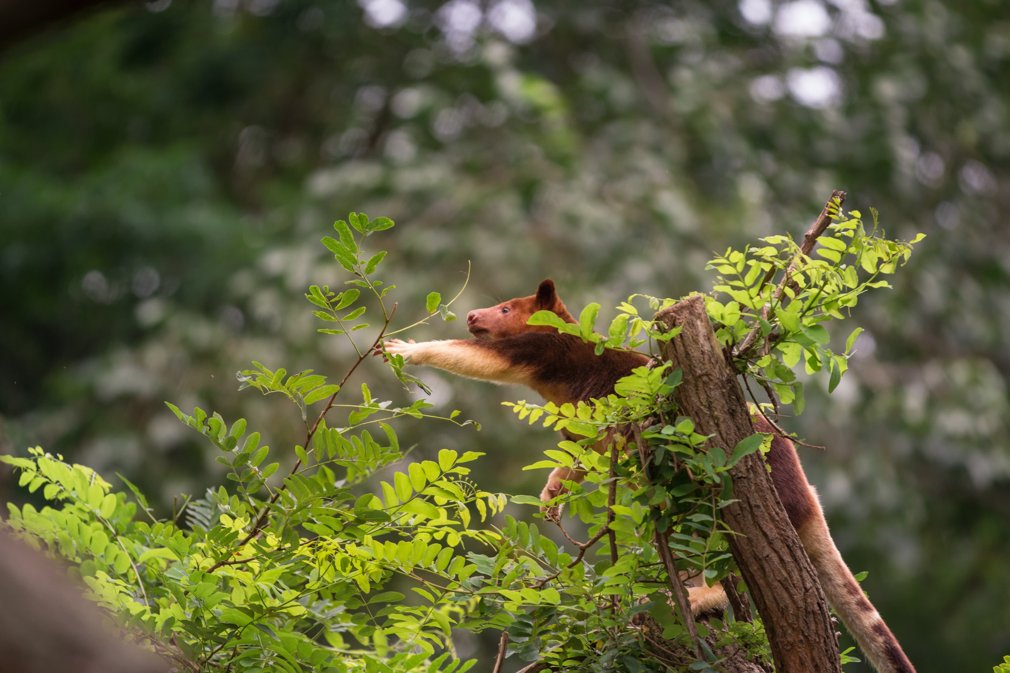 Chimbu the Tree Kangaroo Highlights Importance of Conservation