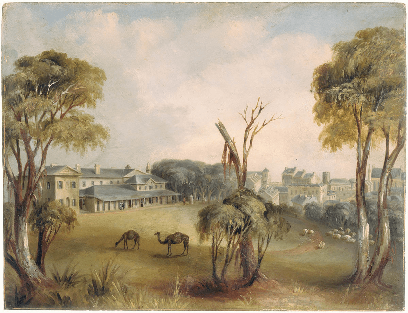 Dictionary of Sydney – Camels in Sydney