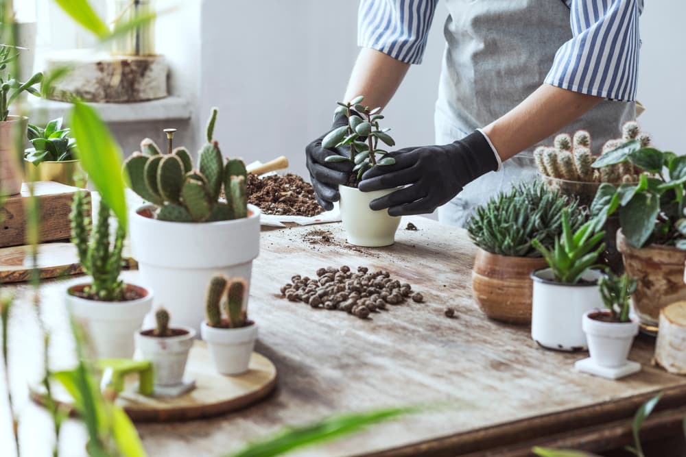 Indoor Gardening: Your New Favourite Activity