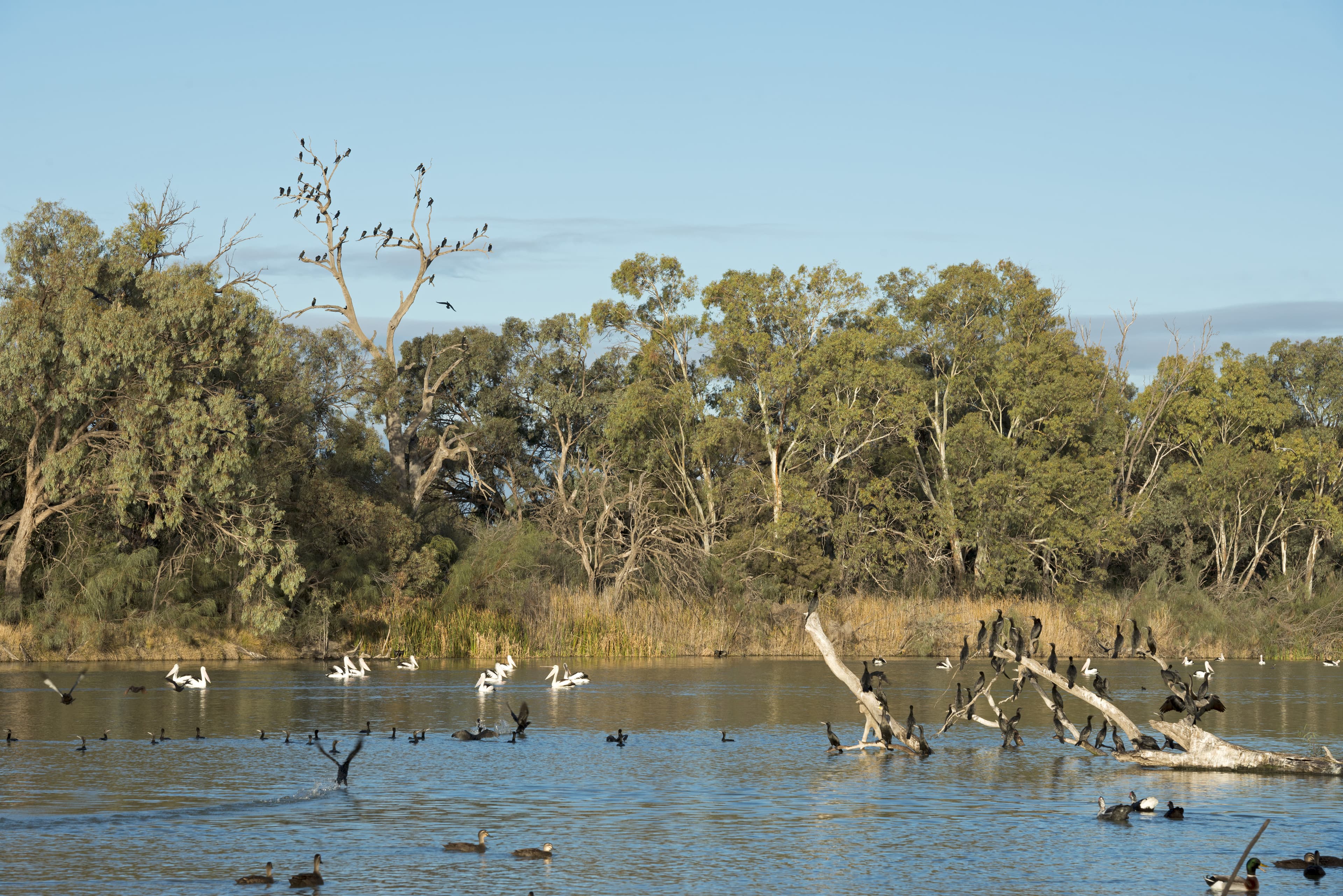 January Rains Give The Darling River A Fighting Chance