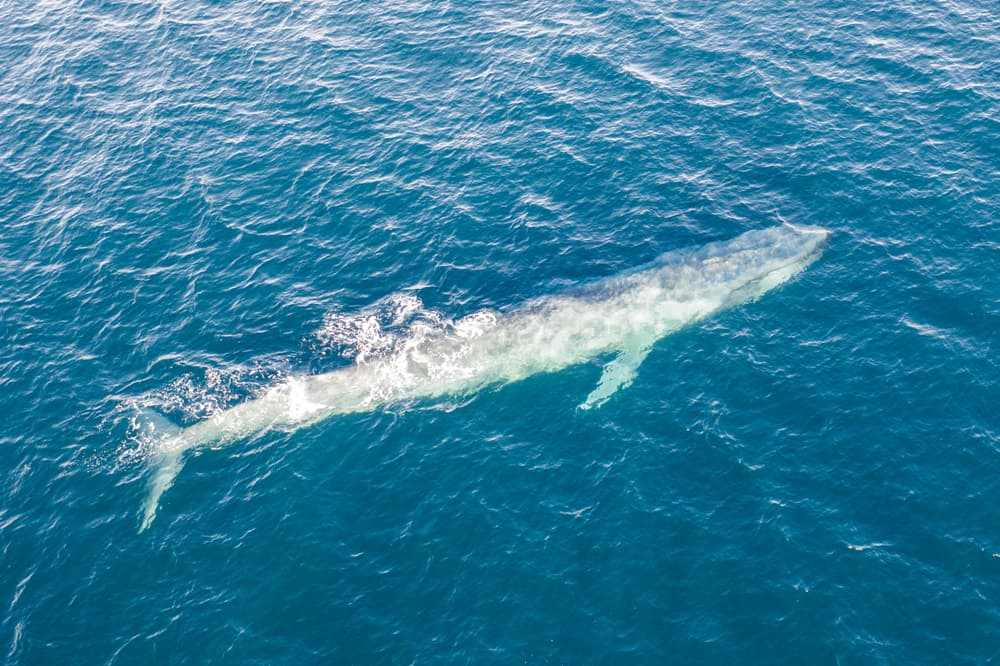 Why Measure Whales with Drones?