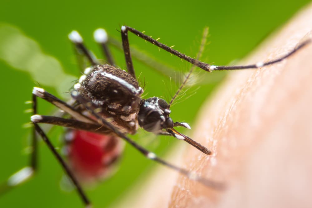 Breakthrough in Malaria Vaccine