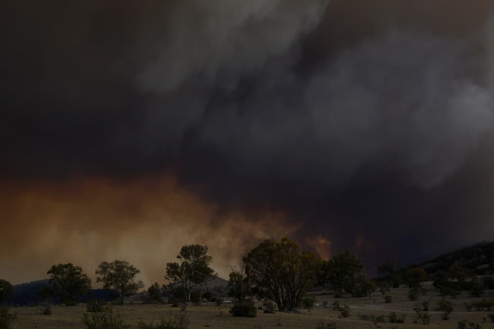 The Hidden Casualties of Australia’s Black Summer Bushfires