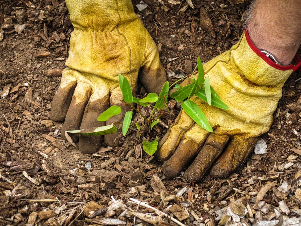 Can the Environmental Sector Aid Our Economic Recovery?