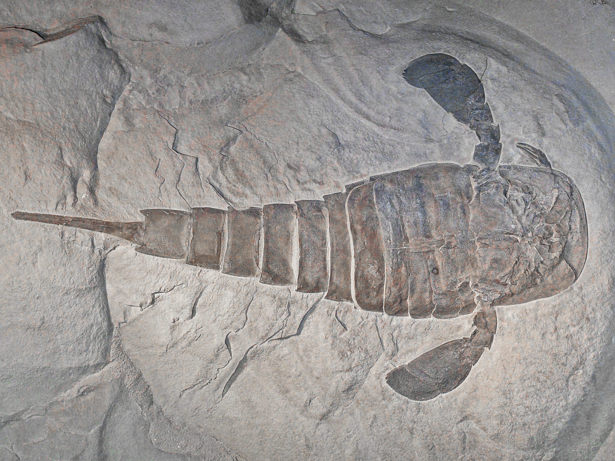 Once Upon A Time Giant Scorpions Ruled The Seas