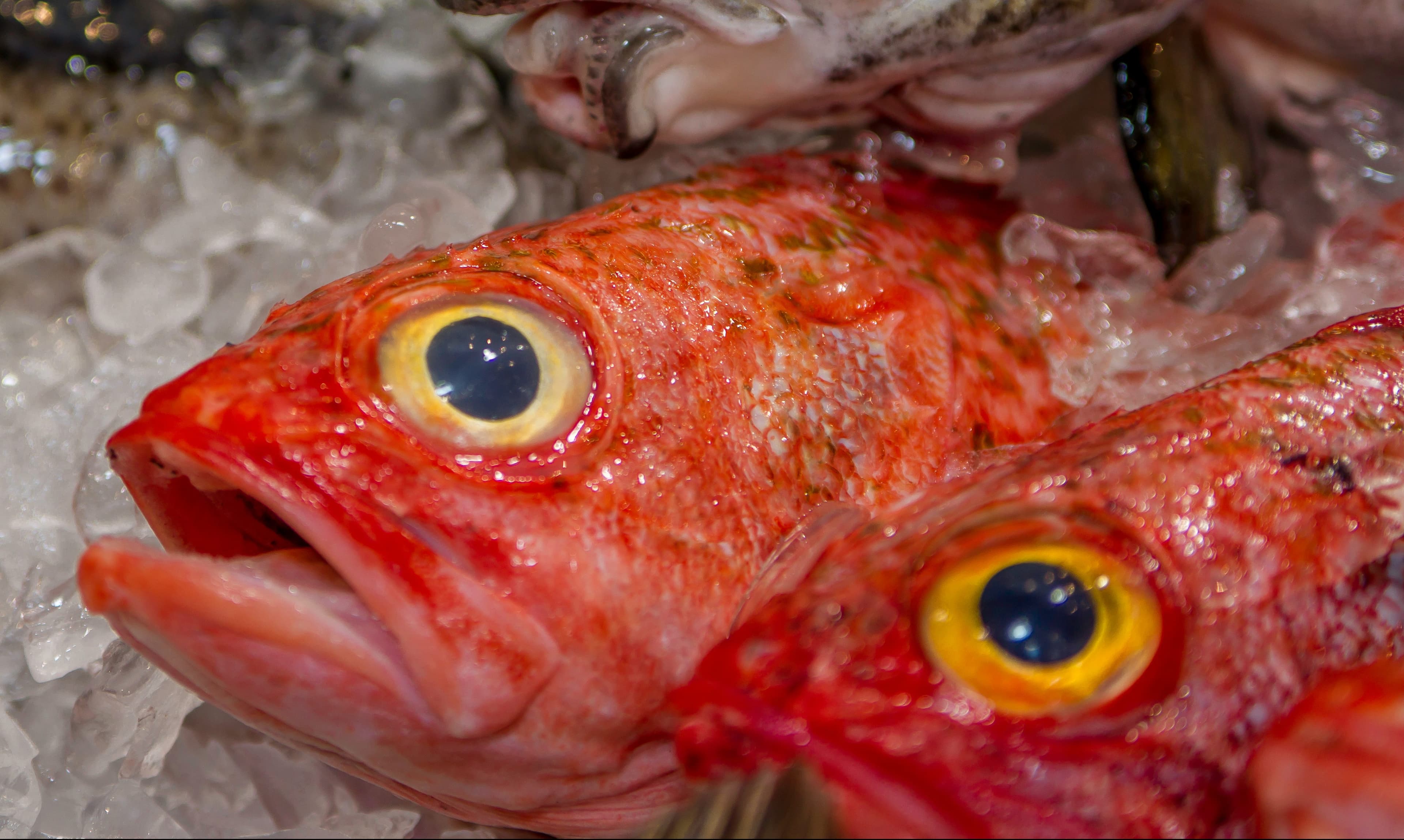 The Threatened Fish Species Going Through A Rough Time