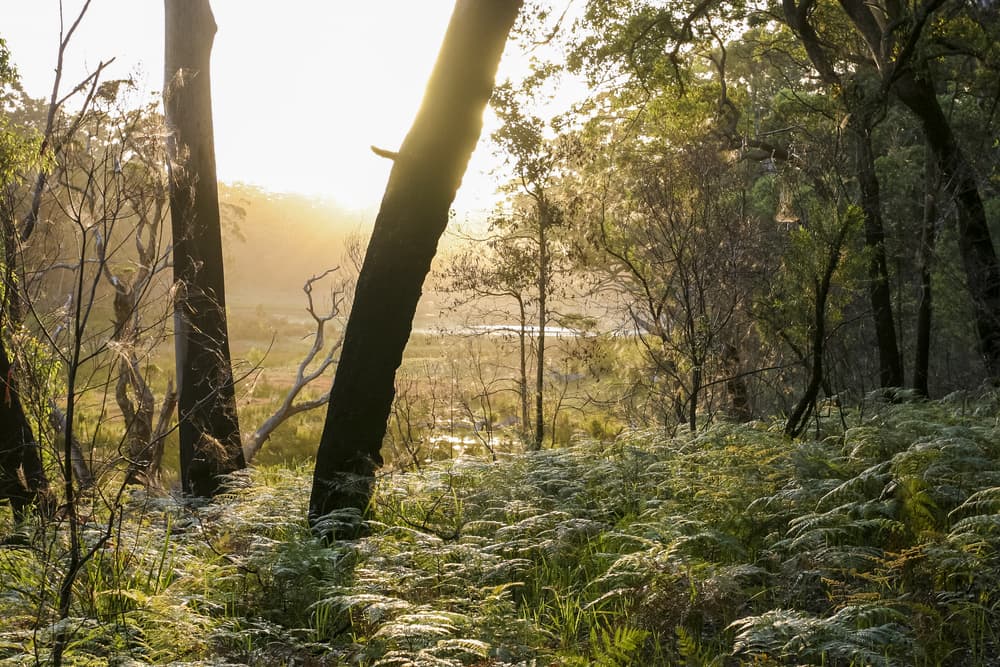 The Fight To Save Precious Manyana Bushland