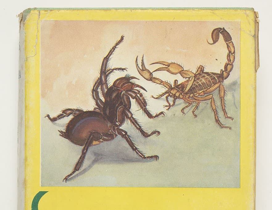 Dictionary of Sydney: Funnel-Web Spiders