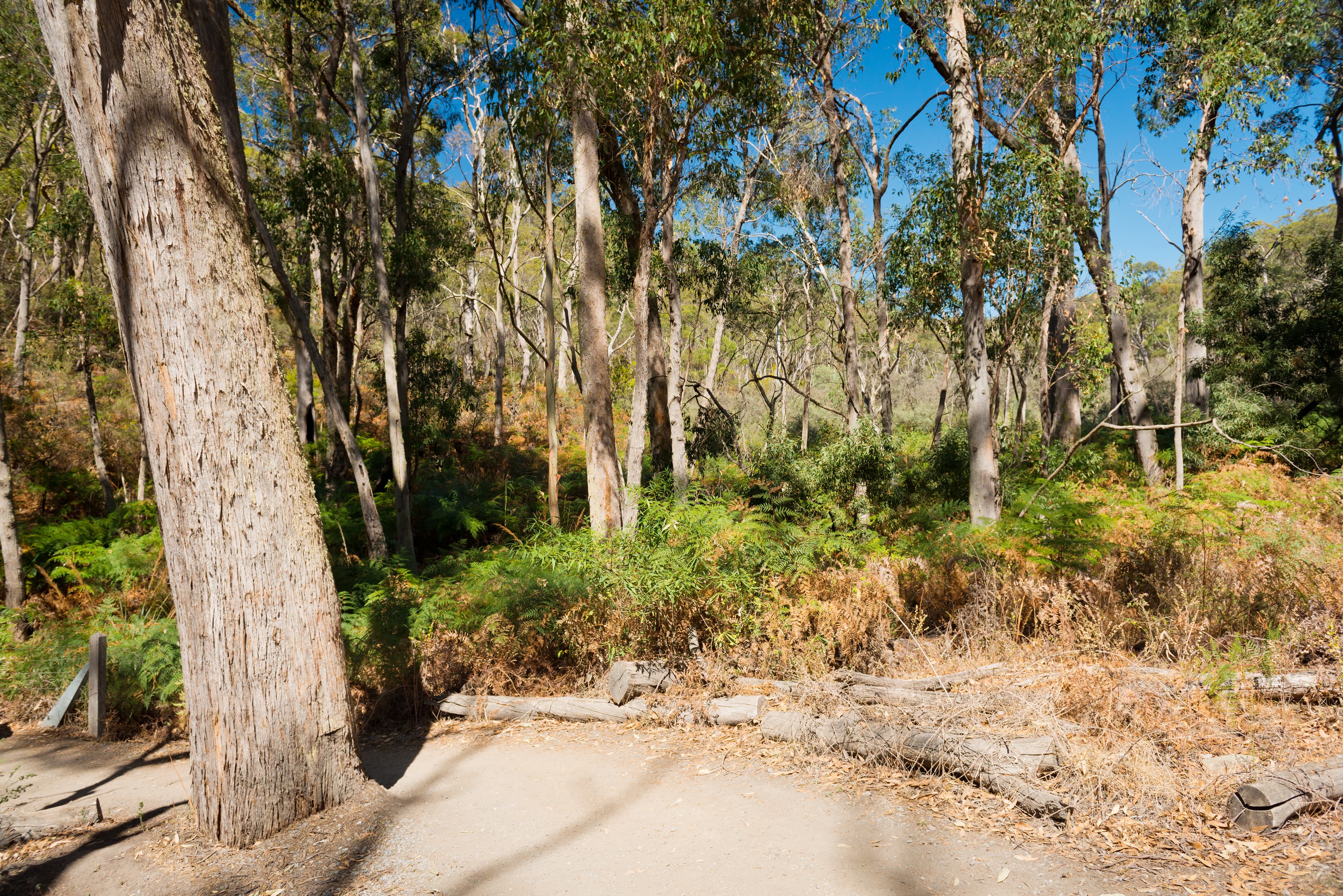Logging on NSW Mid-North Coast