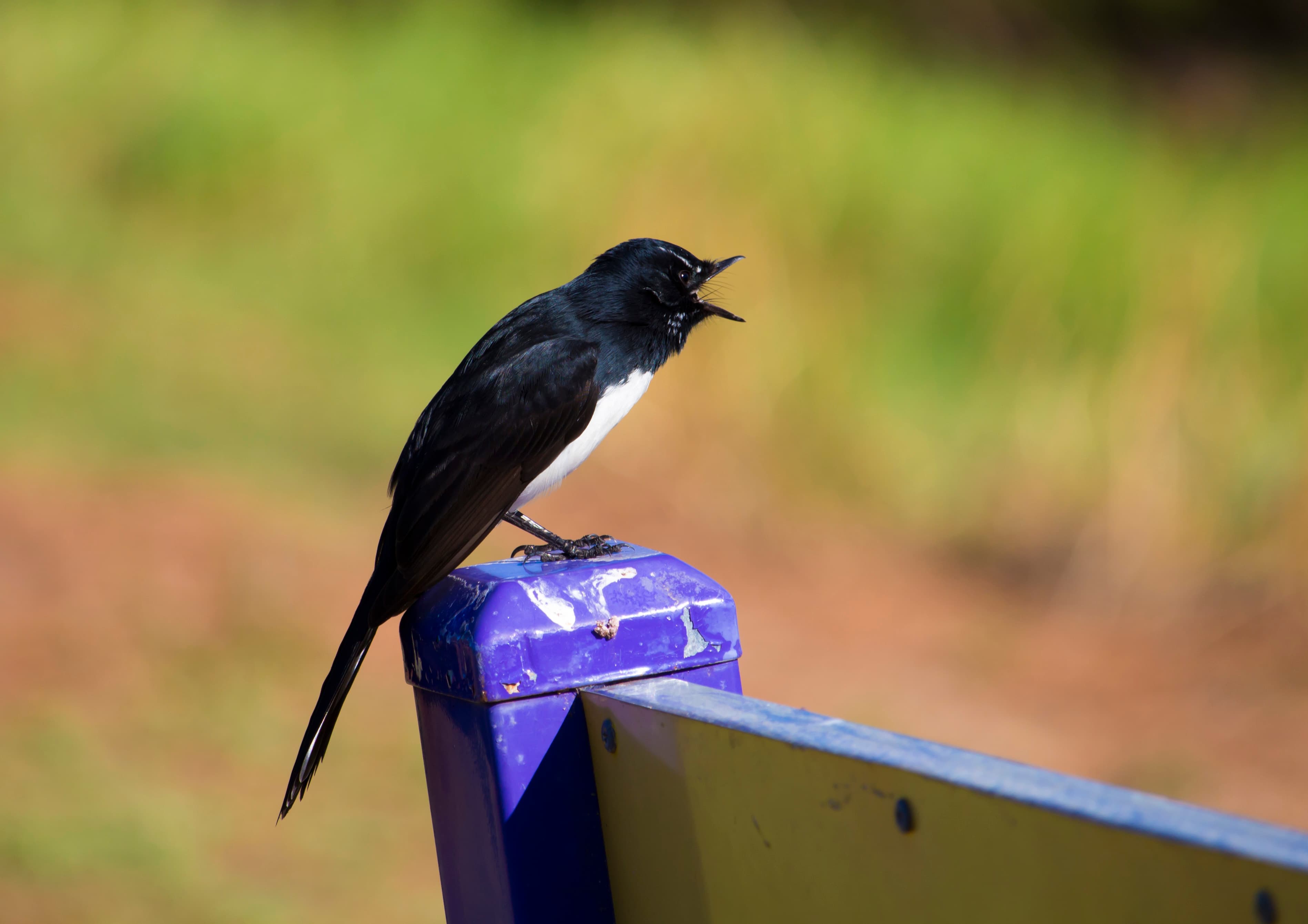Willie Wagtail’s Singing in The Moonlight