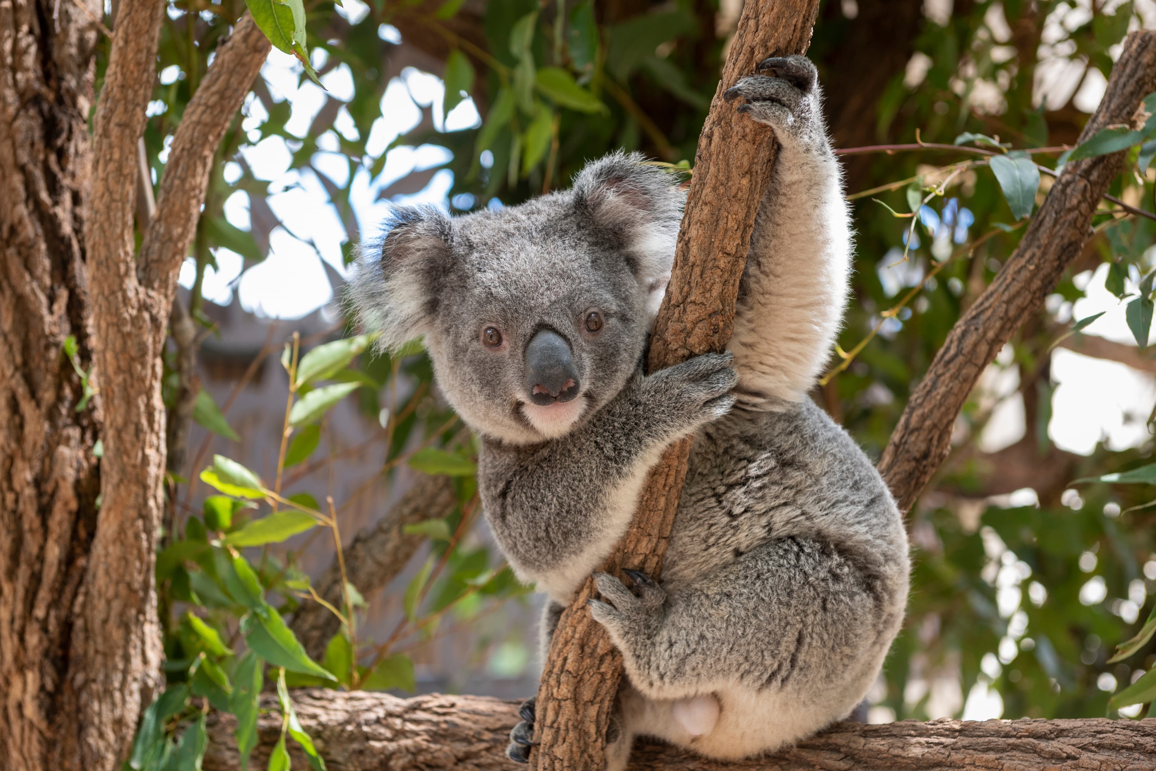 Farmers Call for Koala SEPP Change