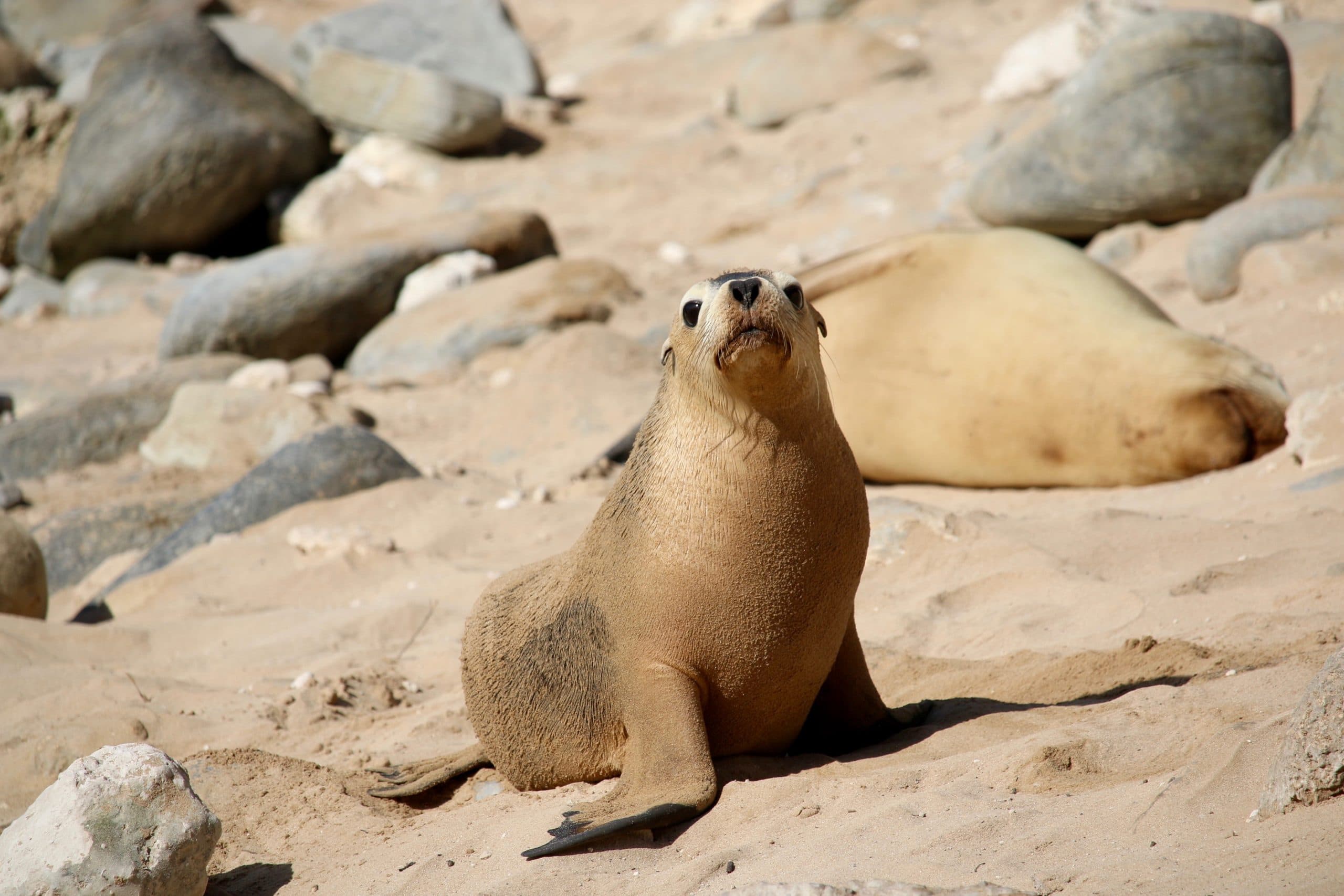 Saving The Australian Sea Lion
