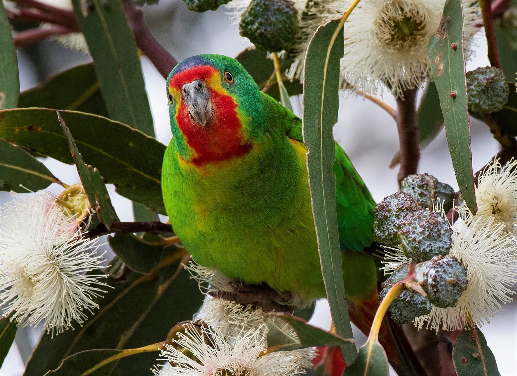 Citizen Science and the critically endangered Swift Parrot