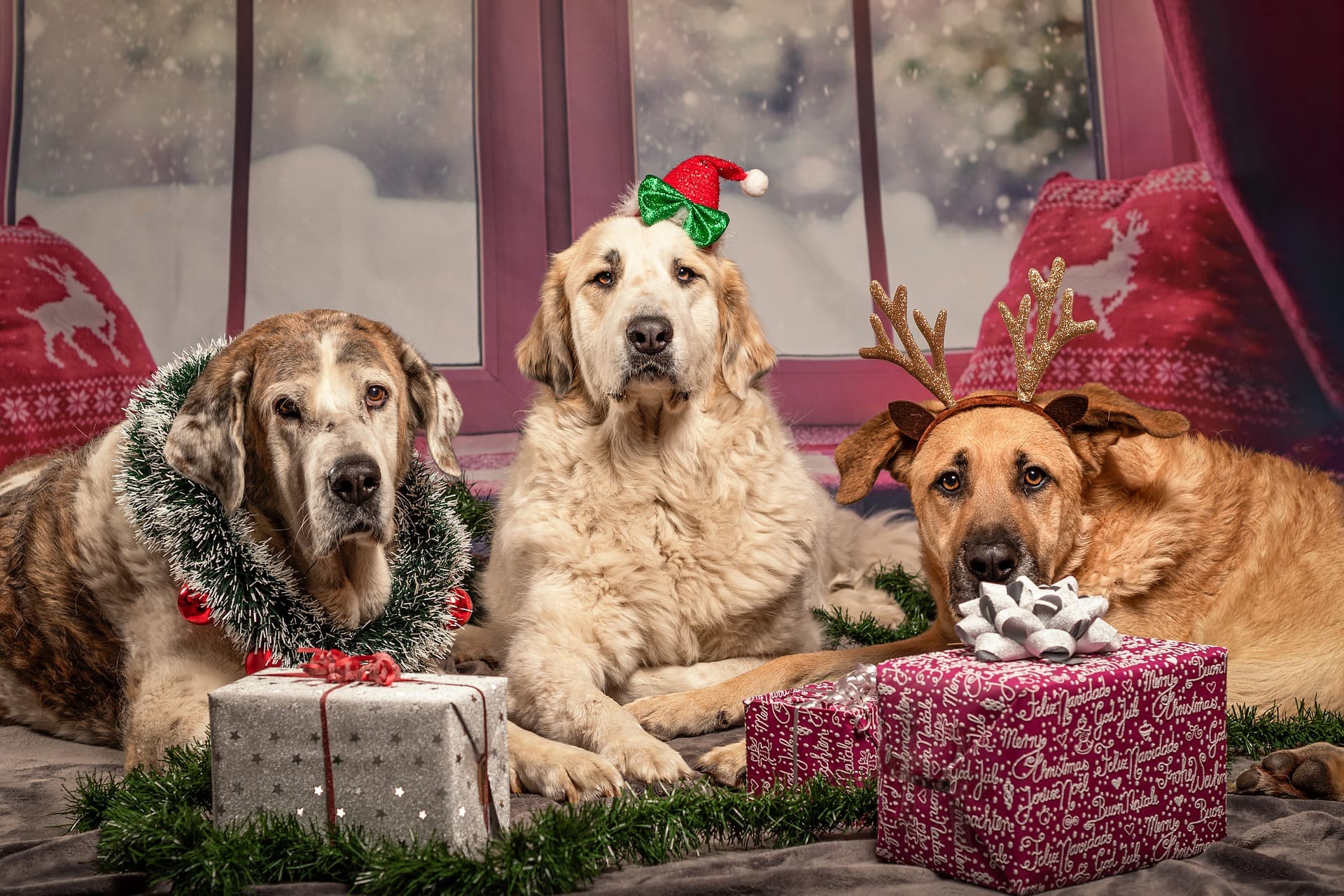 A Dog’s Survival Guide to Christmas