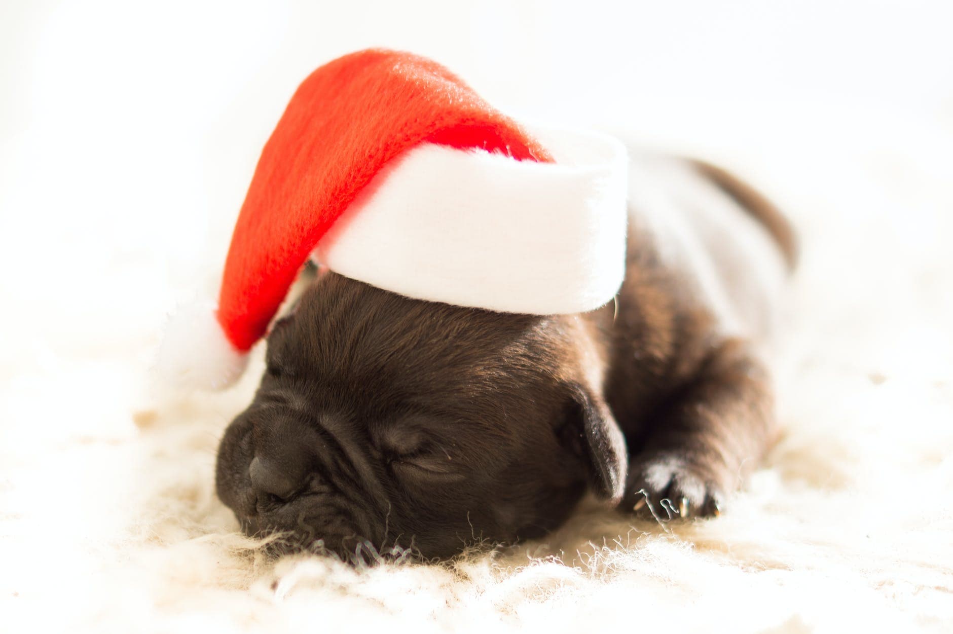 Pet Dumping In The Festive Season