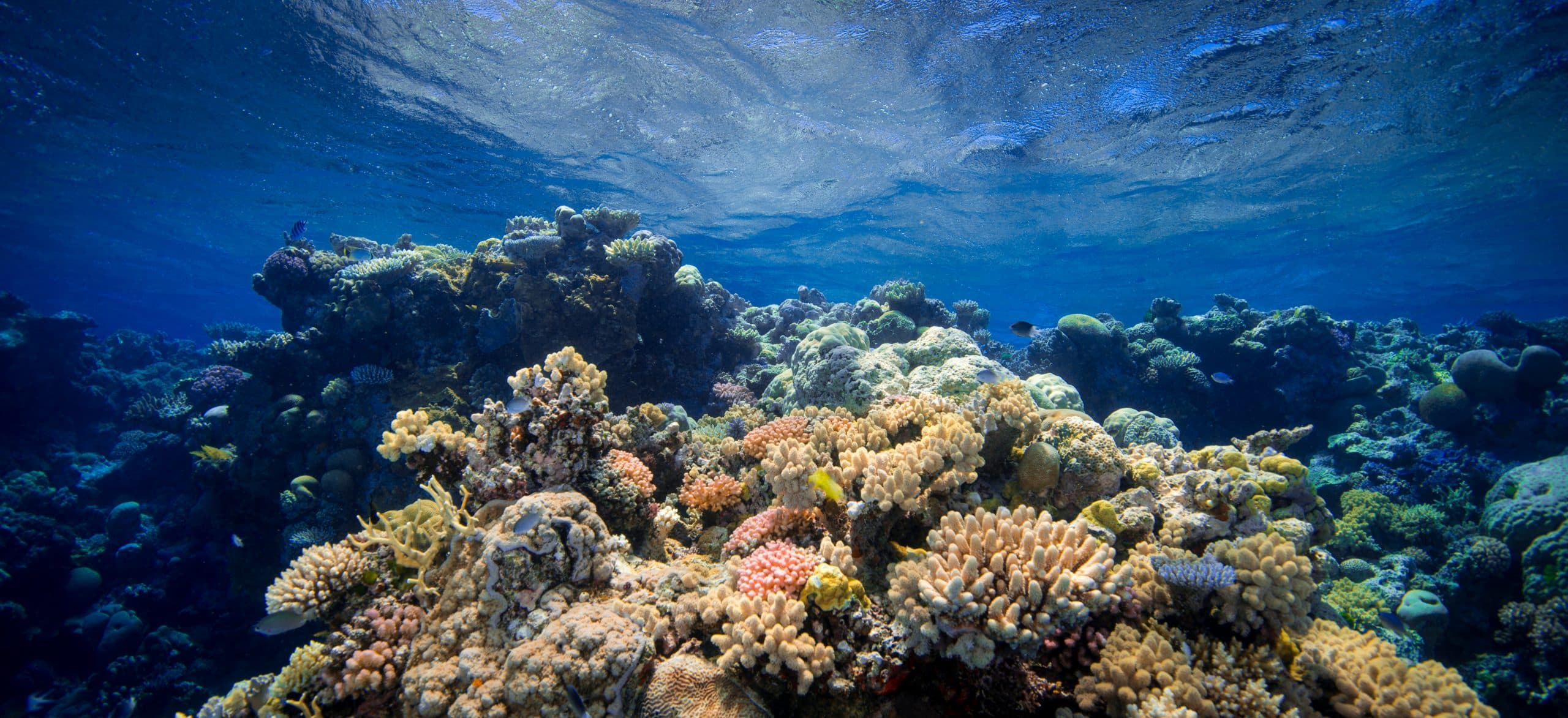 Coral ‘Smell’ Is A Key Indicator of Reef Health