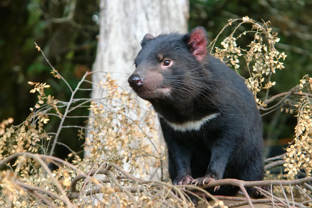Tasmanian Devils Flattening the Curve on Transmissible Cancer