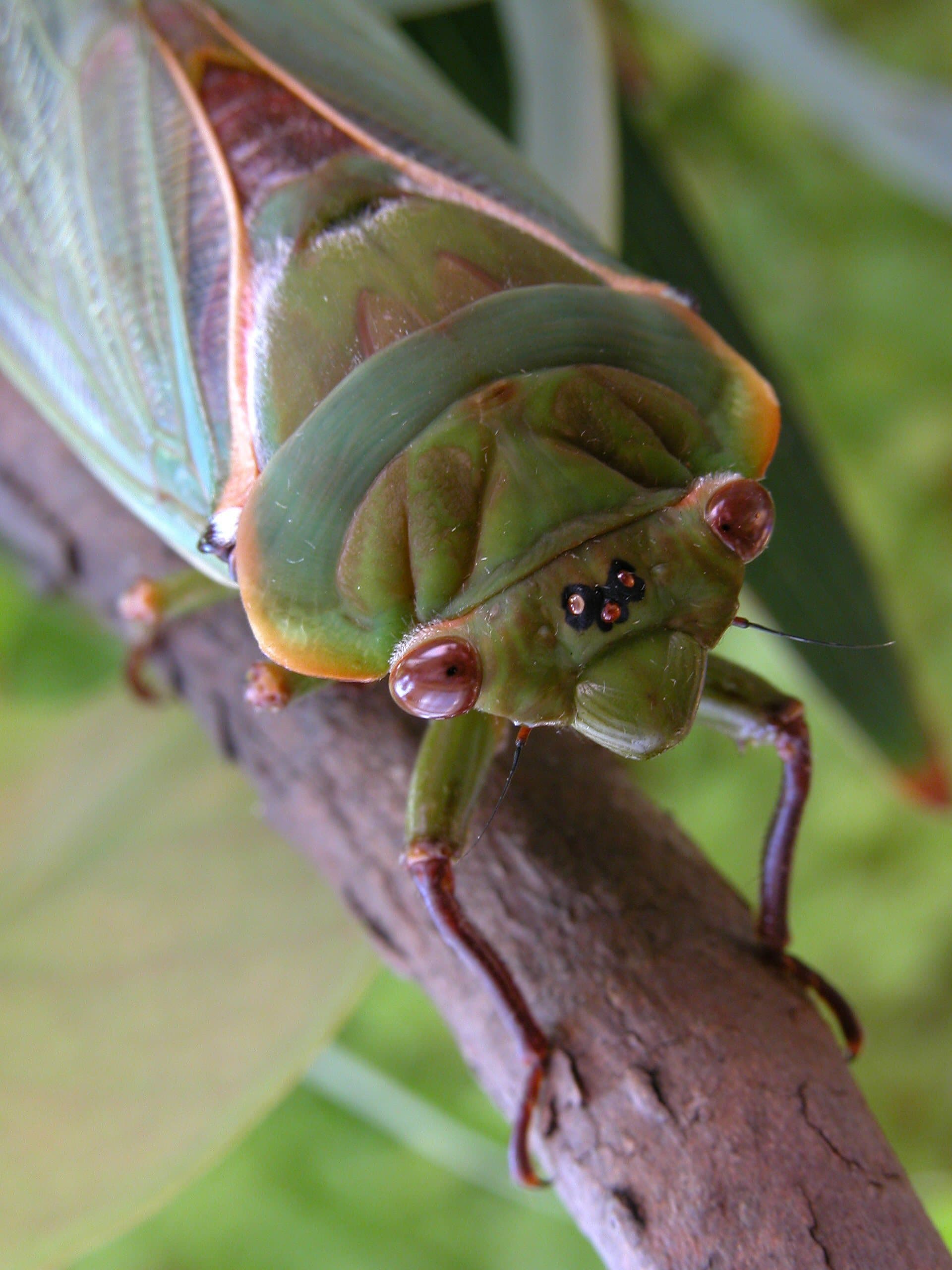 Why are the Cicadas in the Blue Mountains so loud this year?
