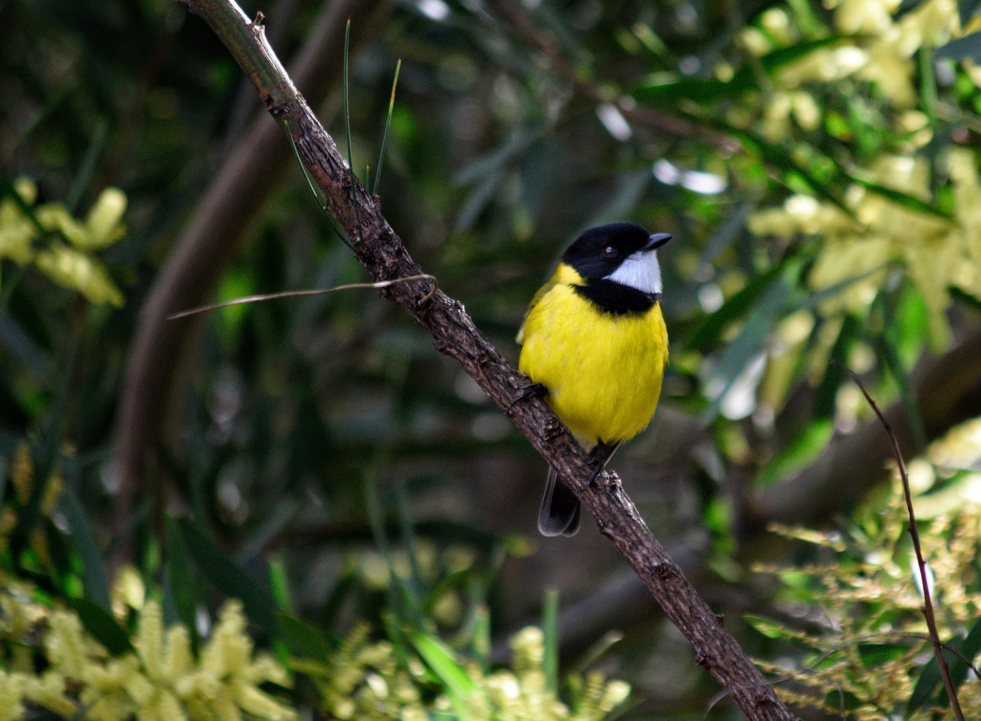 Native Australian Songbirds Heralded in New Composition