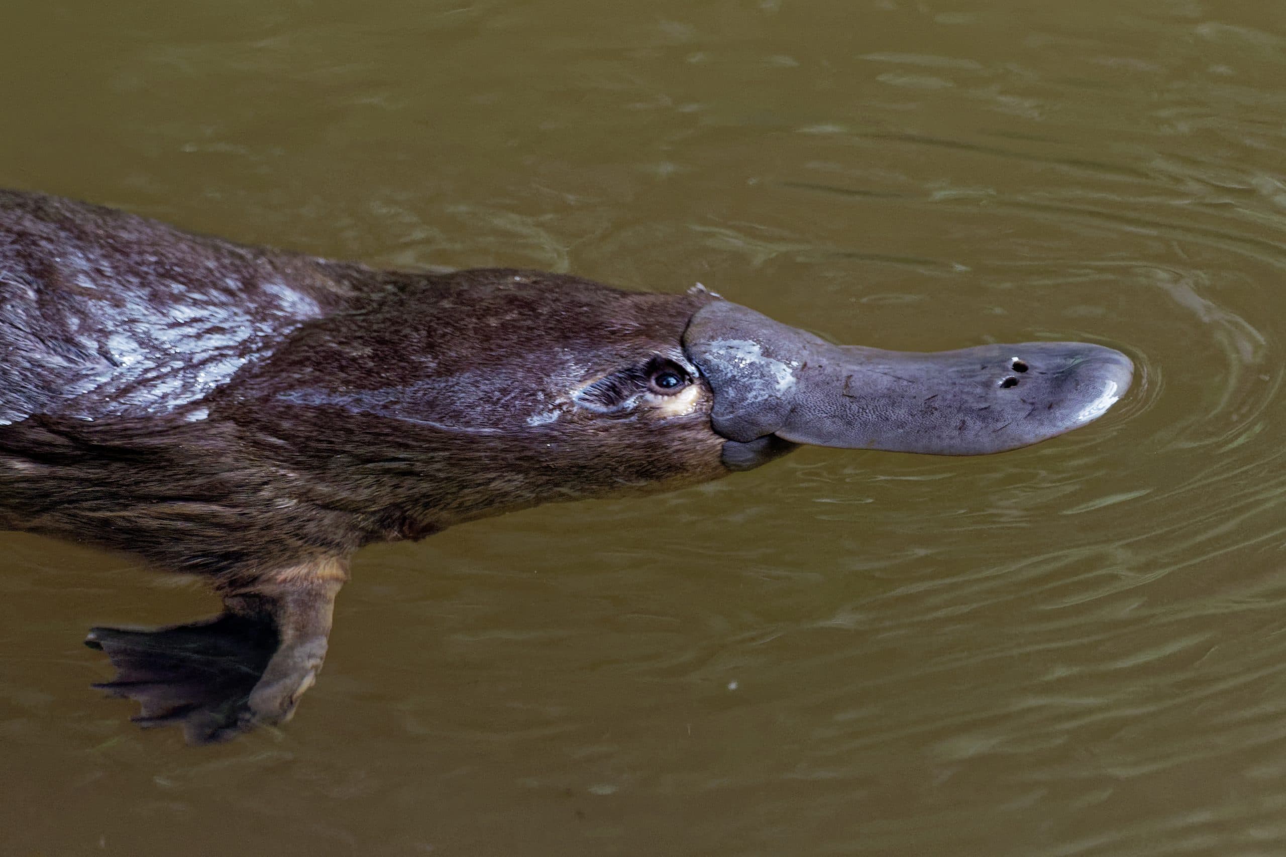 The Platypus