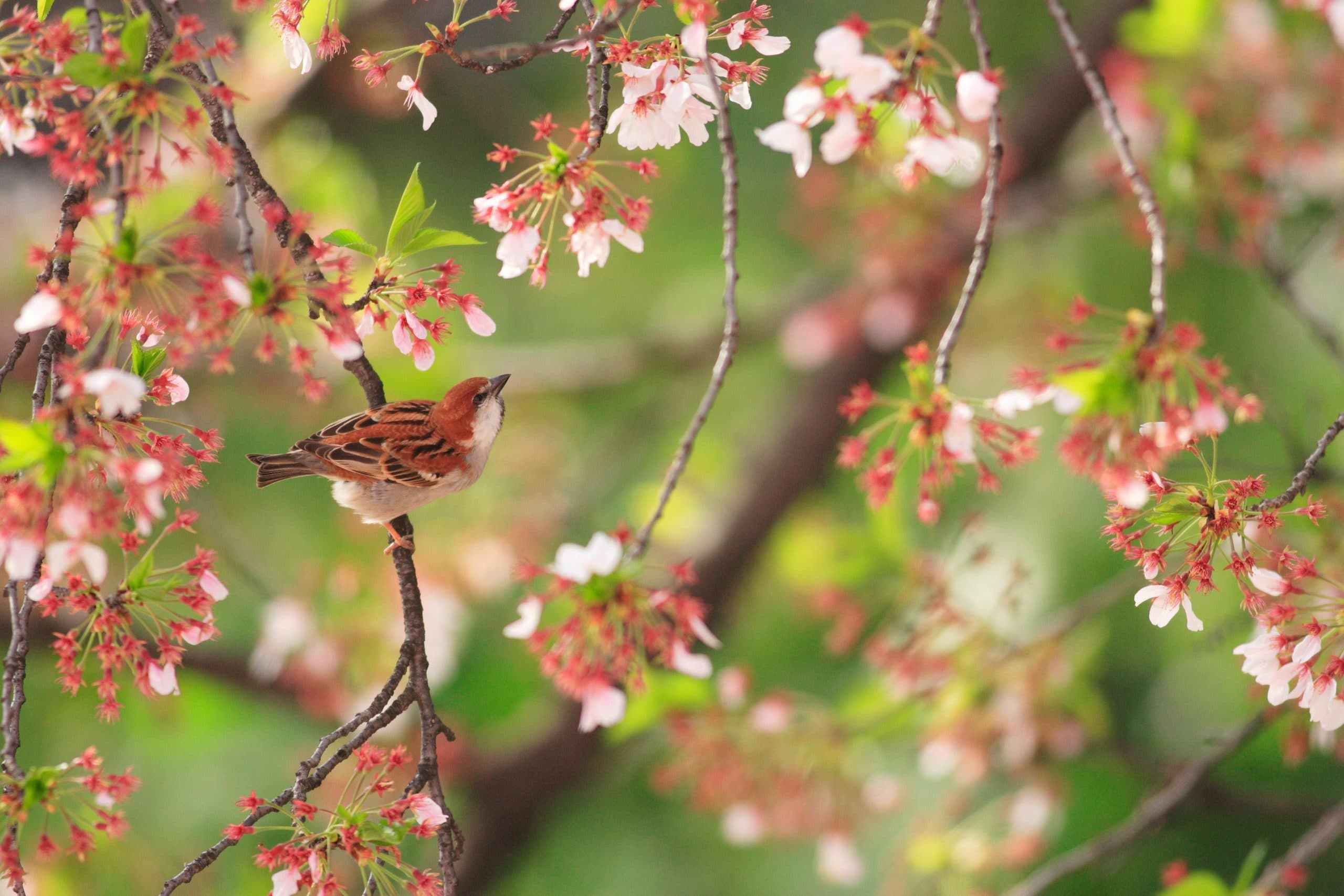 Birds Using Medicine to Protect Their Young