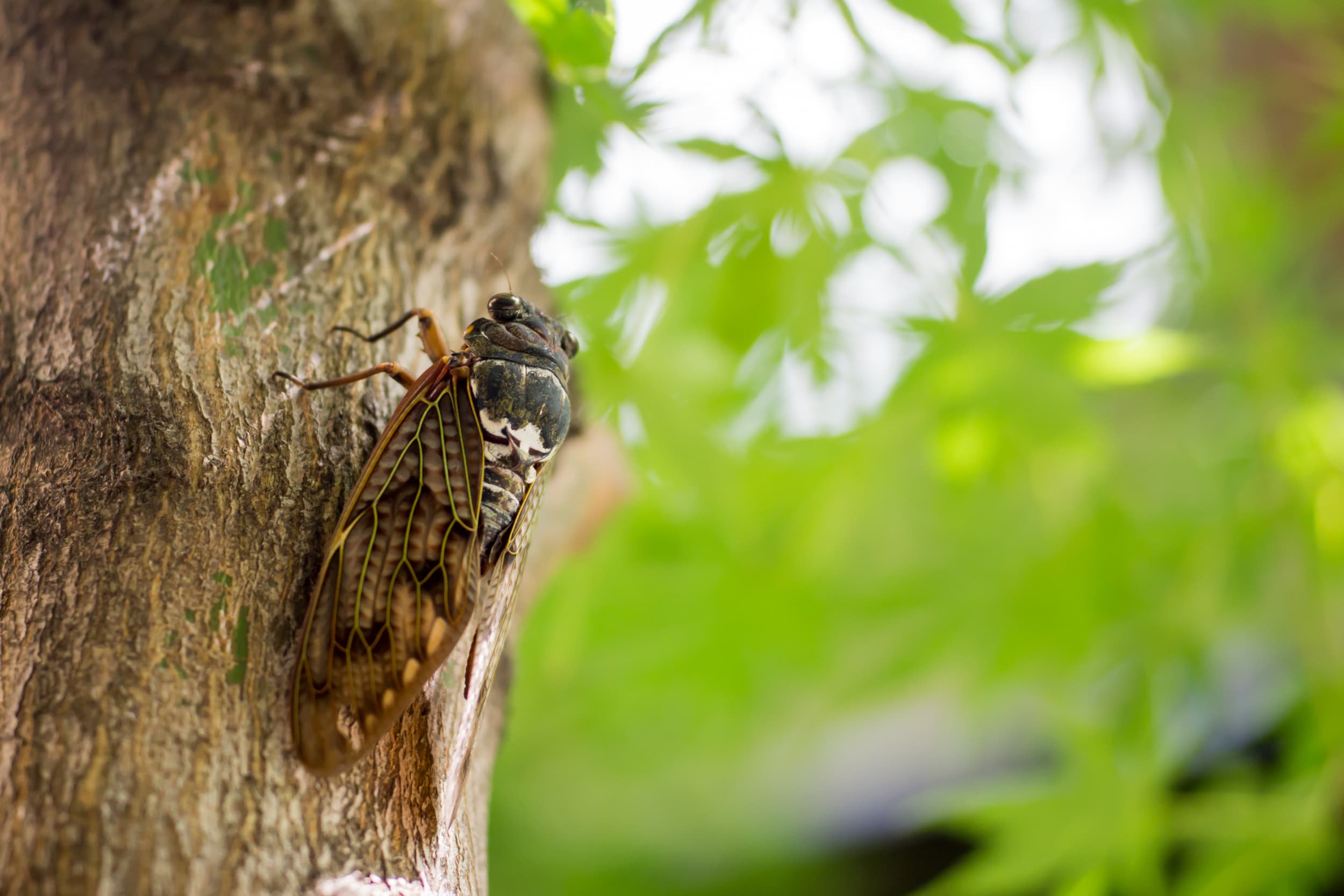 The History of a Cicada’s Shriek