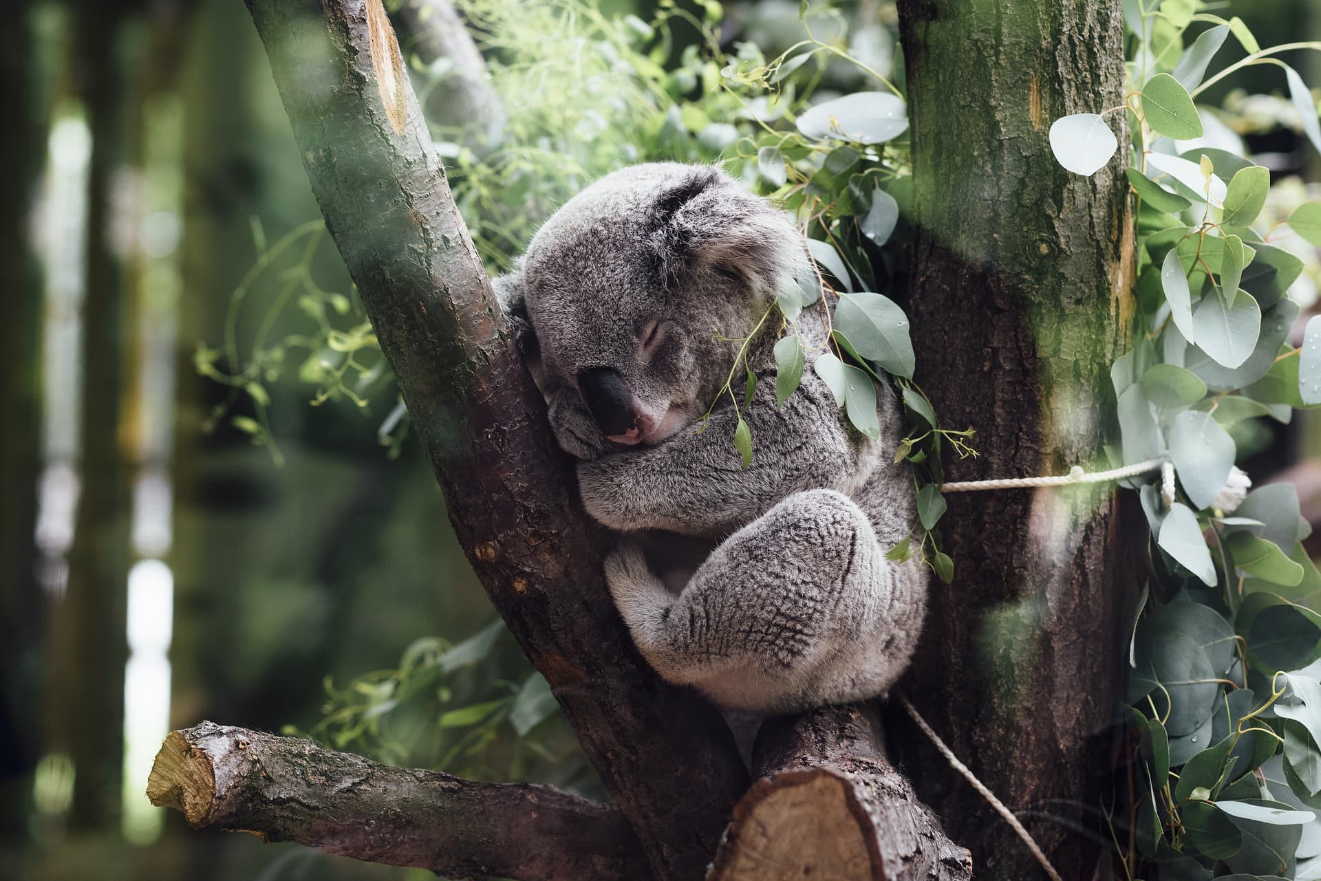 Is Our Love for Koalas Enough to Save Them?