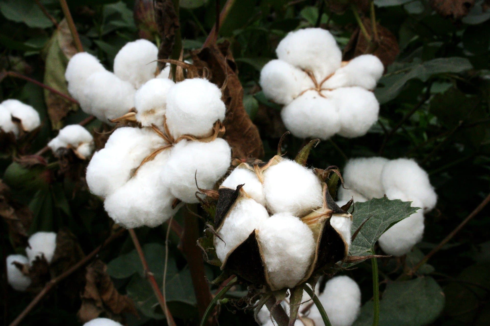 Interview on Cotton Gene transference affecting the ecosystem