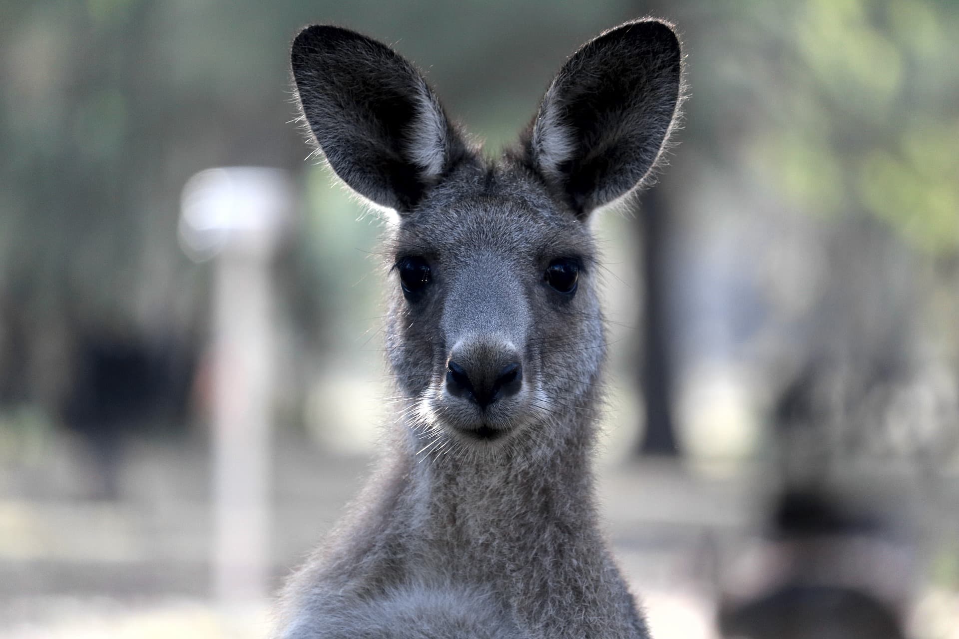 Kangaroos Driving Australian Land Degradation