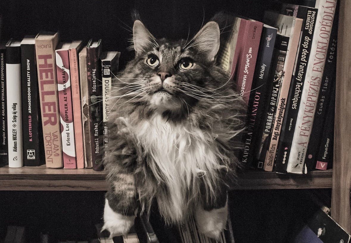 Book Club: Laura Jean McKay’s ‘The Animals In That Country’