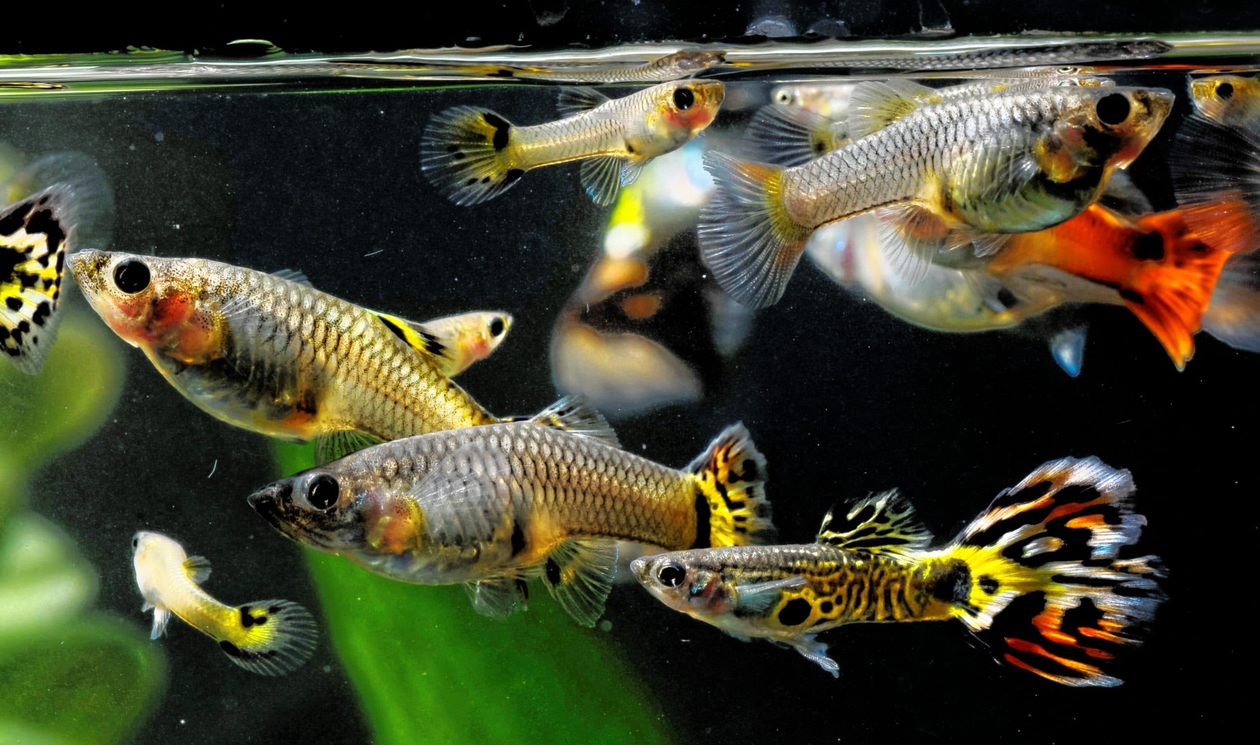 The detrimental impact antidepressants have on our fish