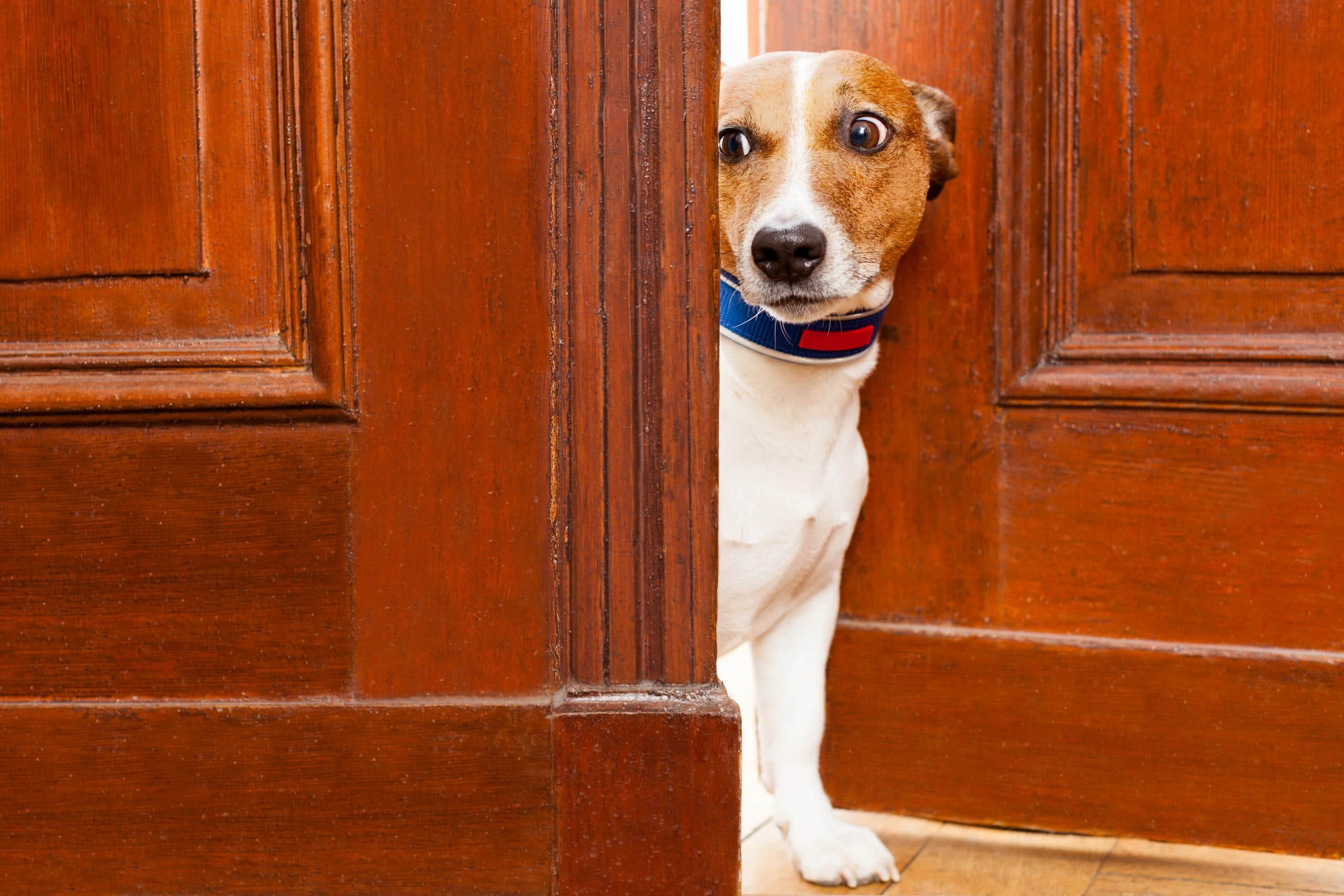 Helping Your Pet with Separation Anxiety