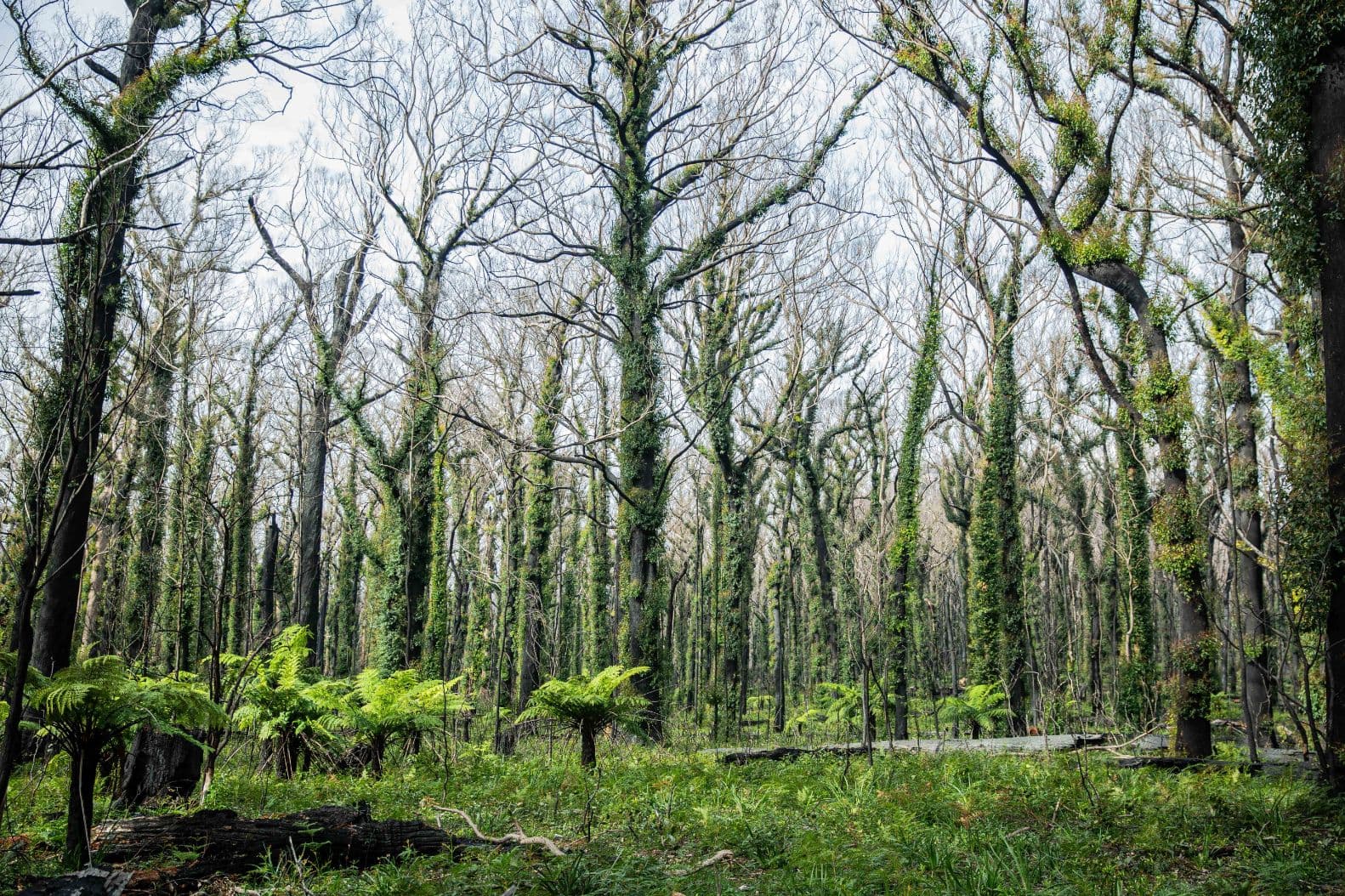 Recovery Stories & Citizen Science In The Bushfires’ Aftermath