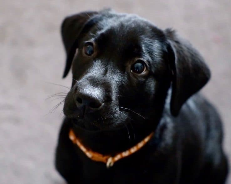 Assistance Dogs Supporting Veterans With PTSD